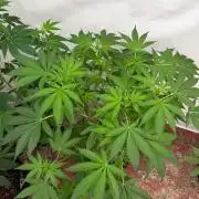 Blueberry x ocean fruit
