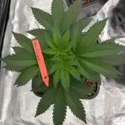 Melonade 🍈