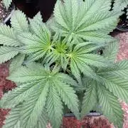 Cherish the Cherry Cola