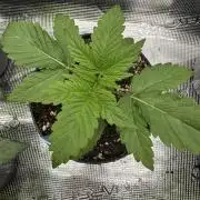 Tropical duo 🏝️