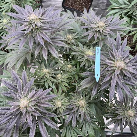 Tropical duo 🏝️