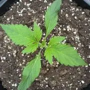 Bottle Bottoms ♻️