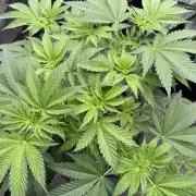 Tropical duo 🏝️