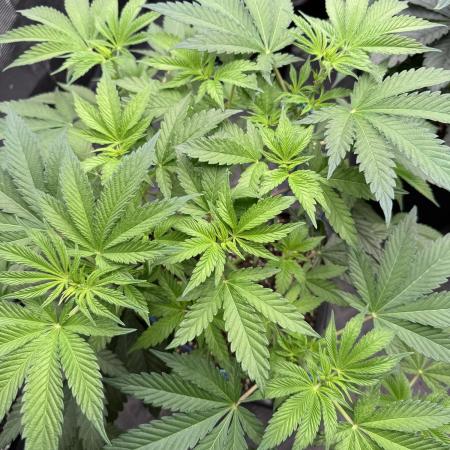 Tropical duo 🏝️