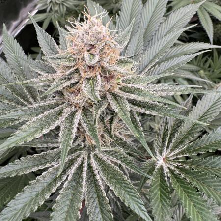 Strain of the year 24