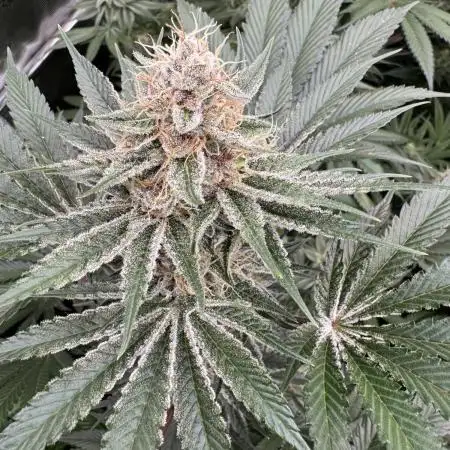 Strain of the year 24