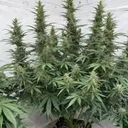 In a Galaxy far…🛸