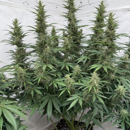 In a Galaxy far…🛸