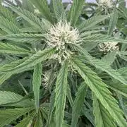 Five Dollar Shake 🍒