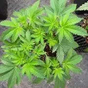 La Bomba x Cherry Crush