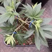 Acai x Black Cherry Funk