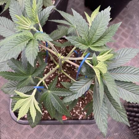 Acai x Black Cherry Funk