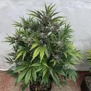 Cherish the Cherry Cola