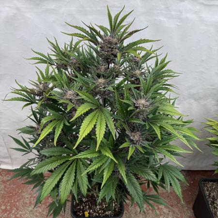 Cherish the Cherry Cola