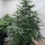 Taste the rainbow 👻