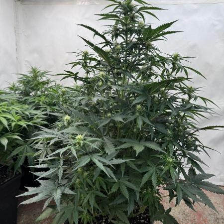 Taste the rainbow 👻