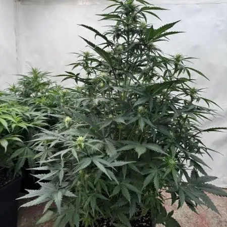 Taste the rainbow 👻