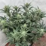 🥈 Strongest auto 25