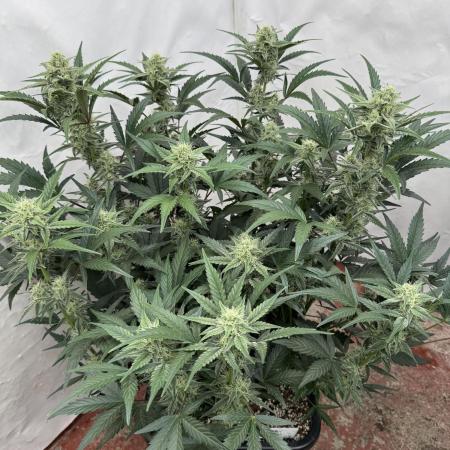 🥈 Strongest auto 25