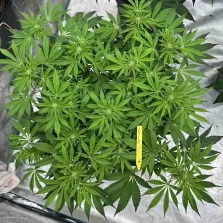 Golden sands 🏜️