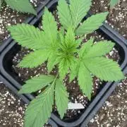 Bottle Bottoms ♻️