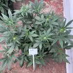 🥈 Strongest auto 25