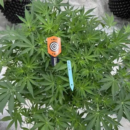 Citrus Slurpee 🍊🥤