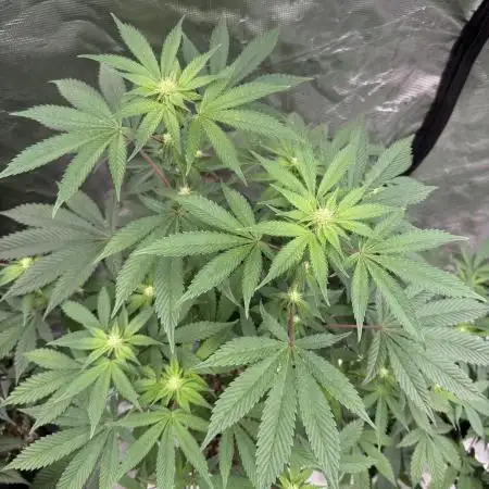 Acai x Black Cherry Funk