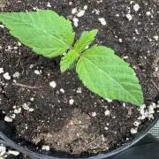 Tropical duo 🏝️