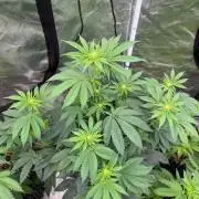 Bubble G π¦