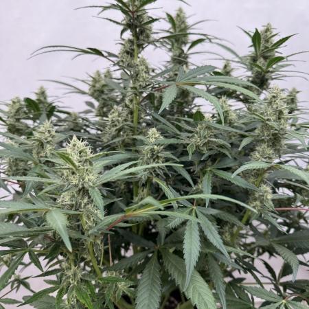 Getting ☃️ with the boys