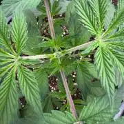 Golden sands 🏜️