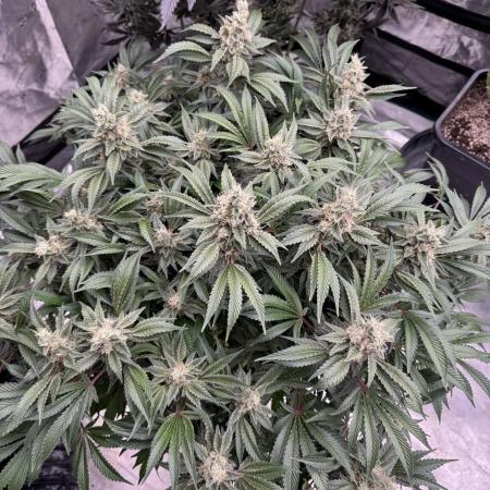 Strain of the Year 23