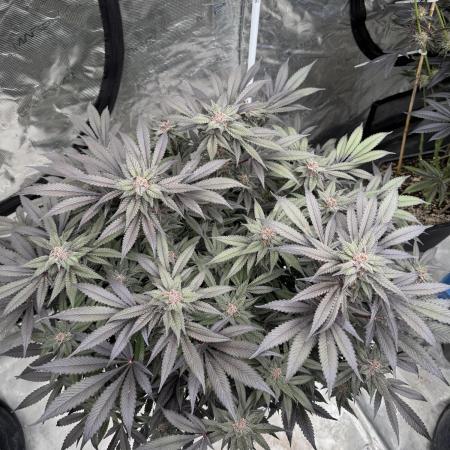 Fluffy Pancakes 🥞