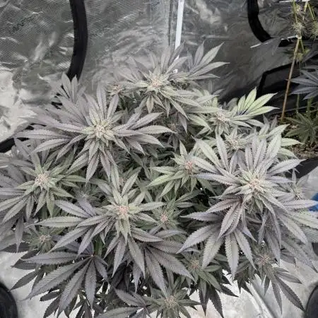 Fluffy Pancakes 🥞