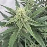 🥈 Strongest auto 25