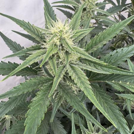 🥈 Strongest auto 25