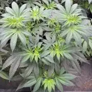 Old School 😶‍🌫️