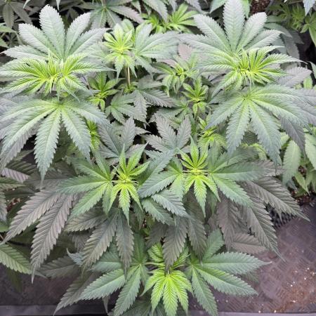 Old School 😶‍🌫️