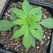 Orange Zest 🍊🍸