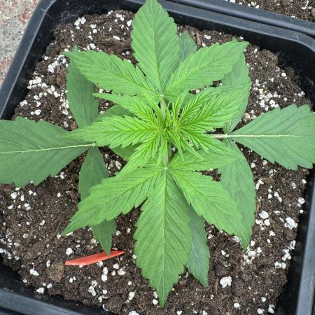 Orange Zest 🍊🍸