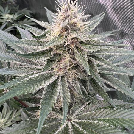 Strain of the year 24