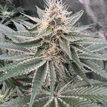 Strain of the year 24