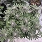 Golden sands 🏜️