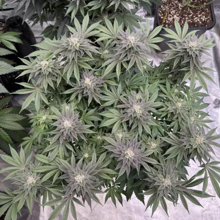 Golden sands 🏜️