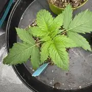 Old School 😶‍🌫️