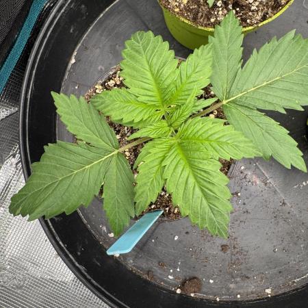 Old School 😶‍🌫️