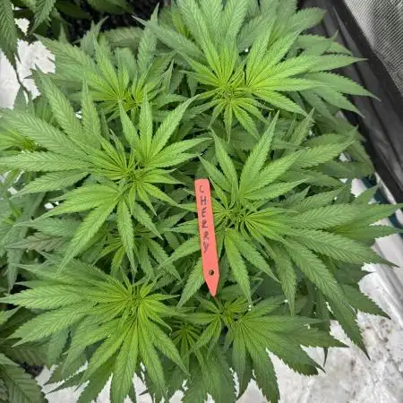 Cherry Poppers 🔞