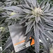 Tropical duo 🏝️