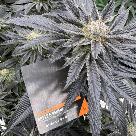 Tropical duo 🏝️